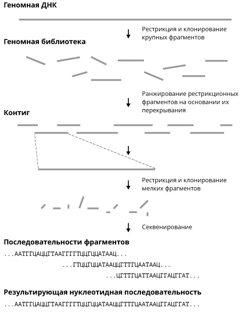 Иллюстрация к книге — Геном человека: Энциклопедия, написанная четырьмя буквами [i_020.jpg]