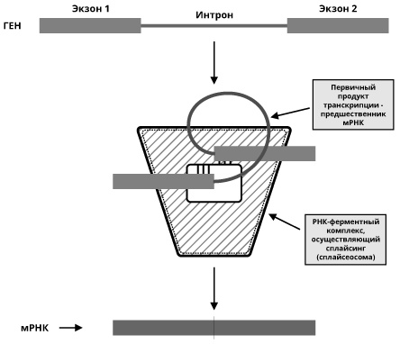 Иллюстрация к книге — Геном человека: Энциклопедия, написанная четырьмя буквами [i_024.jpg]