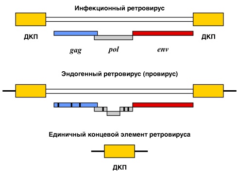 Иллюстрация к книге — Геном человека: Энциклопедия, написанная четырьмя буквами [i_033.jpg]