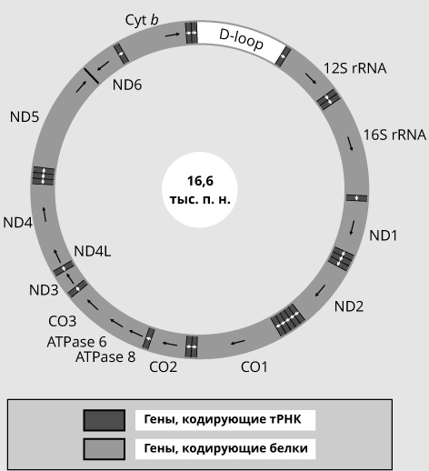 Иллюстрация к книге — Геном человека: Энциклопедия, написанная четырьмя буквами [i_037.jpg]