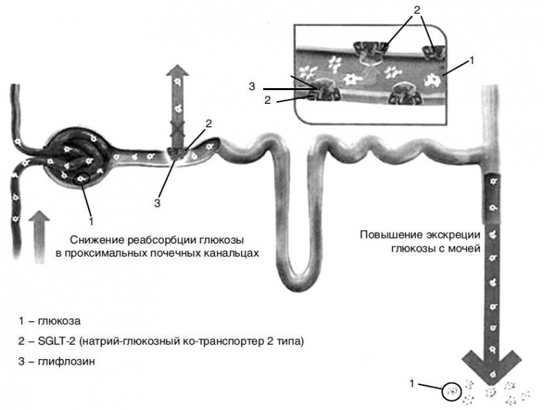 Иллюстрация к книге — Пора лечиться правильно. Медицинская энциклопедия [i_034.jpg]