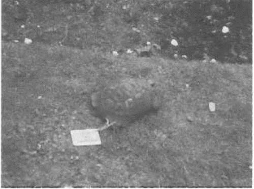 Иллюстрация к книге — Крымская кампания 1854-1856 гг. Восточной войны 1853-1856 гг. Часть 3. Противостояние [i_102.jpg]