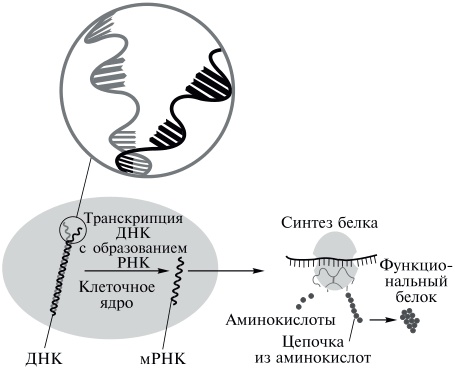 Иллюстрация к книге — Мой неповторимый геном [i_001.jpg]