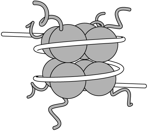 Иллюстрация к книге — Эпигенетика. Как современная биология переписывает наши представления о генетике, заболеваниях и наследственности [i_009.jpg]