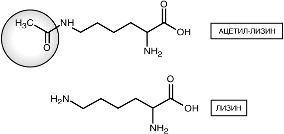 Иллюстрация к книге — Эпигенетика. Как современная биология переписывает наши представления о генетике, заболеваниях и наследственности [i_010.jpg]