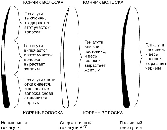 Иллюстрация к книге — Эпигенетика. Как современная биология переписывает наши представления о генетике, заболеваниях и наследственности [i_012.jpg]