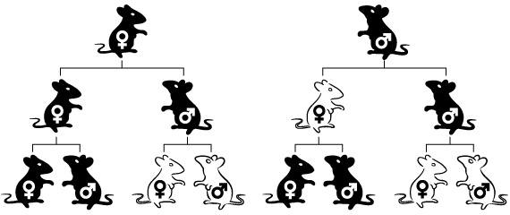 Иллюстрация к книге — Эпигенетика. Как современная биология переписывает наши представления о генетике, заболеваниях и наследственности [i_020.jpg]