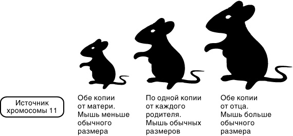 Иллюстрация к книге — Эпигенетика. Как современная биология переписывает наши представления о генетике, заболеваниях и наследственности [i_021.jpg]