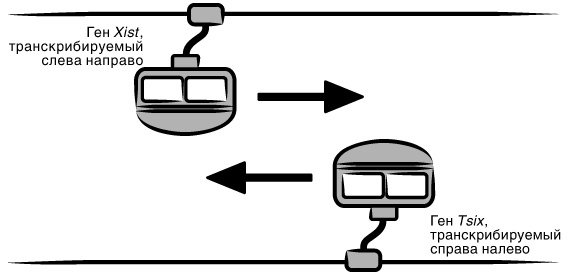 Иллюстрация к книге — Эпигенетика. Как современная биология переписывает наши представления о генетике, заболеваниях и наследственности [i_027.jpg]