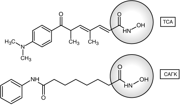 Иллюстрация к книге — Эпигенетика. Как современная биология переписывает наши представления о генетике, заболеваниях и наследственности [i_036.jpg]