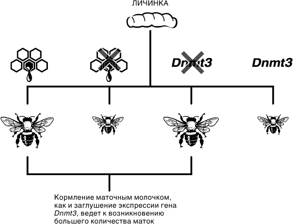 Иллюстрация к книге — Эпигенетика. Как современная биология переписывает наши представления о генетике, заболеваниях и наследственности [i_044.jpg]