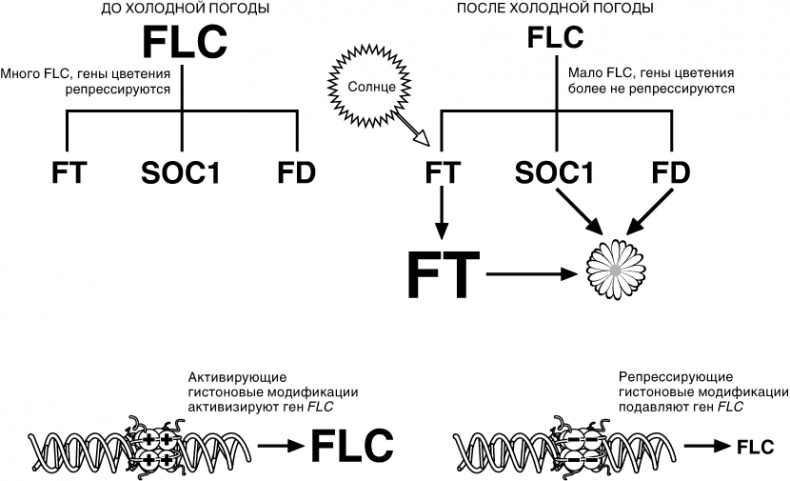 Иллюстрация к книге — Эпигенетика. Как современная биология переписывает наши представления о генетике, заболеваниях и наследственности [i_046.jpg]