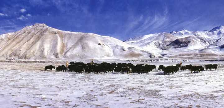 Иллюстрация к книге — Следы в пустыне [i_053.jpg]