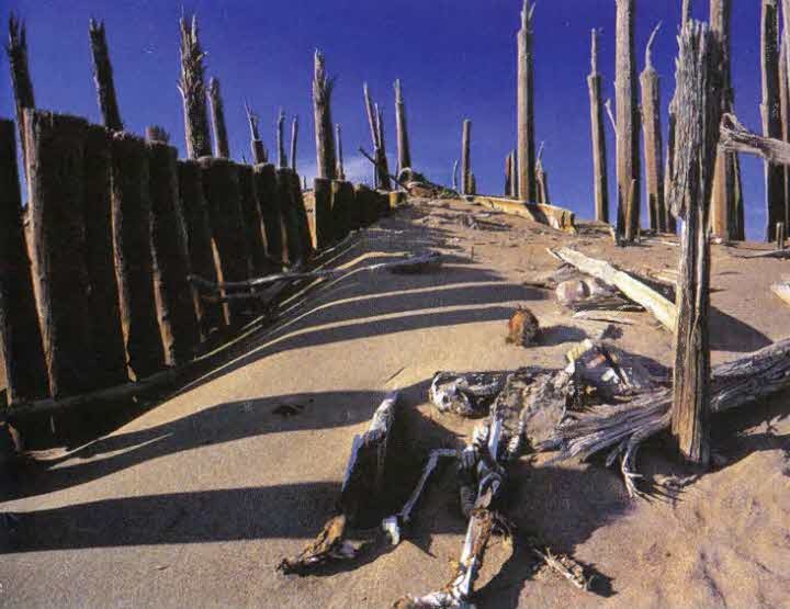 Иллюстрация к книге — Следы в пустыне [i_068.jpg]