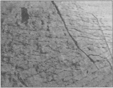 Иллюстрация к книге — Тайны подземного мира [i_024.jpg]