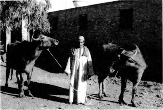 Иллюстрация к книге — Тайны пола. Мужчина и женщина в зеркале эволюции [i_003.jpg]