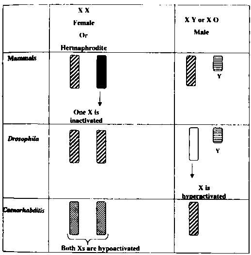 Иллюстрация к книге — Тайны пола. Мужчина и женщина в зеркале эволюции [i_009.jpg]