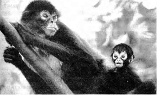 Иллюстрация к книге — Тайны пола. Мужчина и женщина в зеркале эволюции [i_010.jpg]