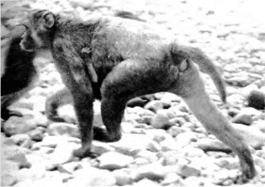 Иллюстрация к книге — Тайны пола. Мужчина и женщина в зеркале эволюции [i_011.jpg]