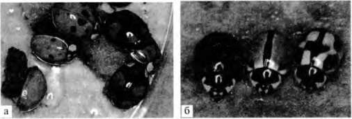 Иллюстрация к книге — Тайны пола. Мужчина и женщина в зеркале эволюции [i_013.jpg]