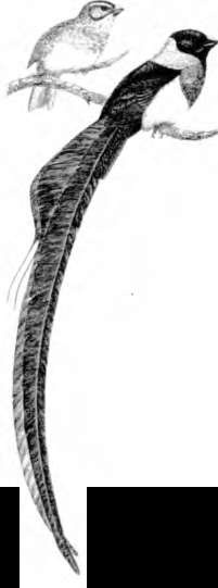 Иллюстрация к книге — Тайны пола. Мужчина и женщина в зеркале эволюции [i_015.jpg]