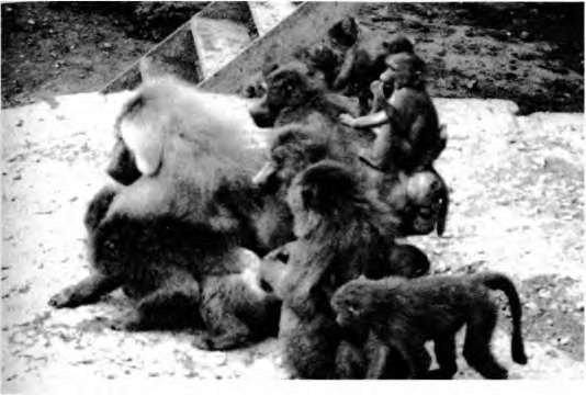 Иллюстрация к книге — Тайны пола. Мужчина и женщина в зеркале эволюции [i_016.jpg]