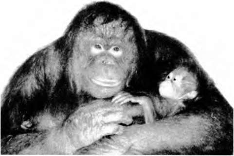 Иллюстрация к книге — Тайны пола. Мужчина и женщина в зеркале эволюции [i_018.jpg]