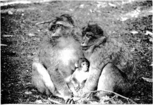 Иллюстрация к книге — Тайны пола. Мужчина и женщина в зеркале эволюции [i_019.jpg]