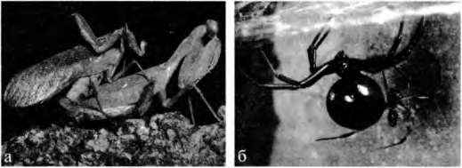 Иллюстрация к книге — Тайны пола. Мужчина и женщина в зеркале эволюции [i_022.jpg]