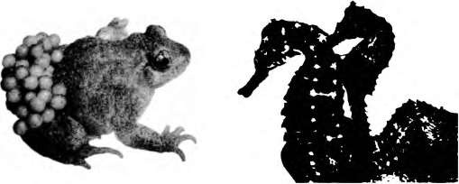 Иллюстрация к книге — Тайны пола. Мужчина и женщина в зеркале эволюции [i_023.jpg]