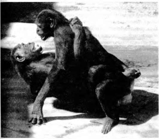 Иллюстрация к книге — Тайны пола. Мужчина и женщина в зеркале эволюции [i_076.jpg]