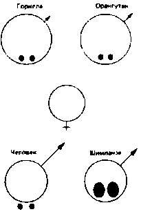 Иллюстрация к книге — Тайны пола. Мужчина и женщина в зеркале эволюции [i_078.jpg]