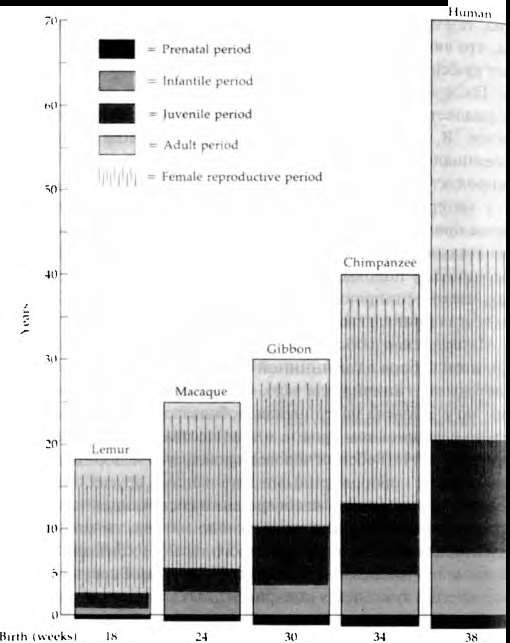 Иллюстрация к книге — Тайны пола. Мужчина и женщина в зеркале эволюции [i_081.jpg]