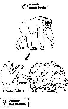 Иллюстрация к книге — Тайны пола. Мужчина и женщина в зеркале эволюции [i_084.jpg]