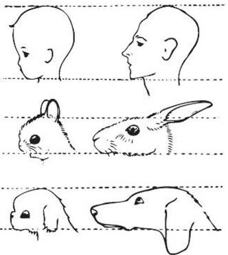 Иллюстрация к книге — Антропология пола [i_029.jpg]