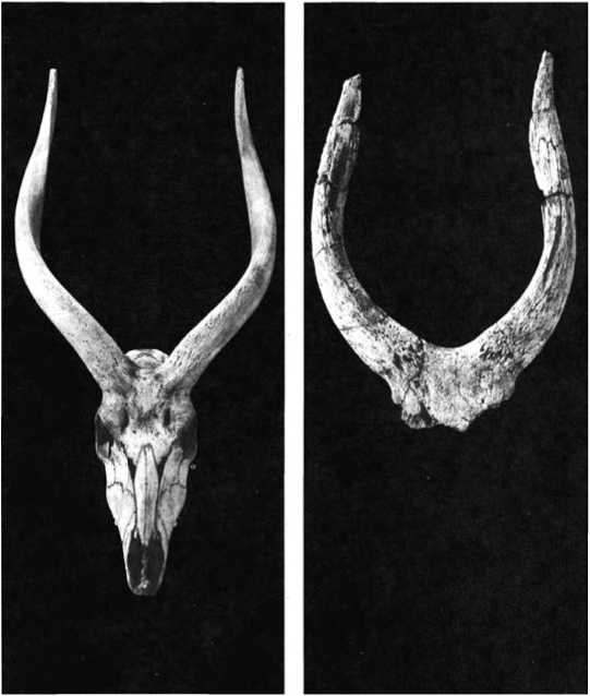 Иллюстрация к книге — Восхождение человечества [i_003.jpg]