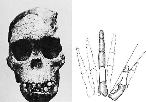 Иллюстрация к книге — Восхождение человечества [i_004.jpg]