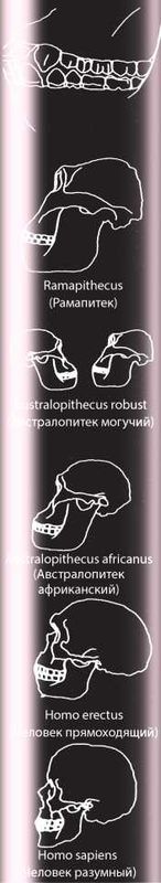 Иллюстрация к книге — Восхождение человечества [i_005.jpg]