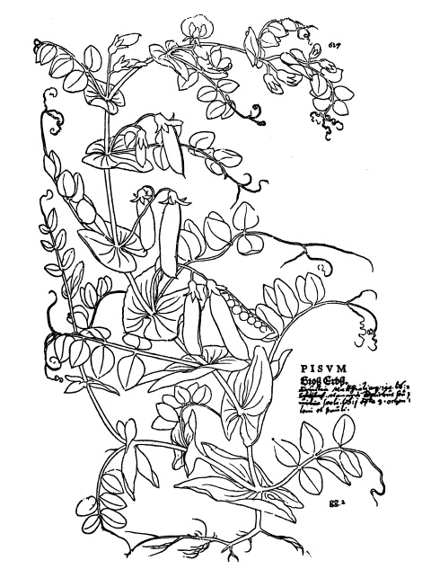 Иллюстрация к книге — Наука Ренессанса. Триумфальные открытия и достижения естествознания времен Парацельса и Галилея. 1450–1630 [i_007.jpg]