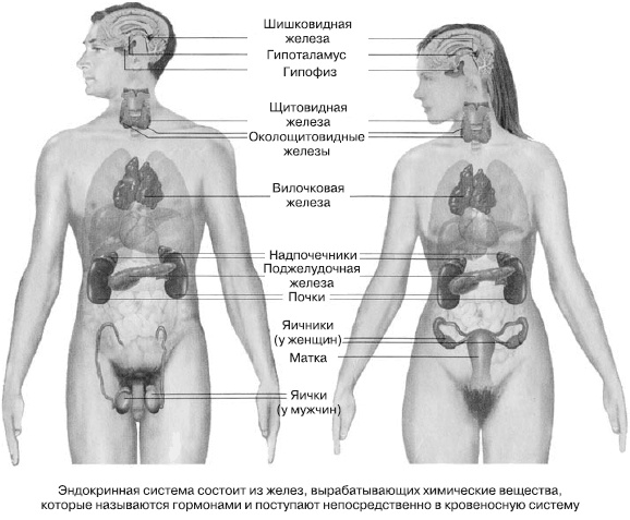 Иллюстрация к книге — Психология подросткового и юношеского возраста [autogen_ebook_id41.jpg]
