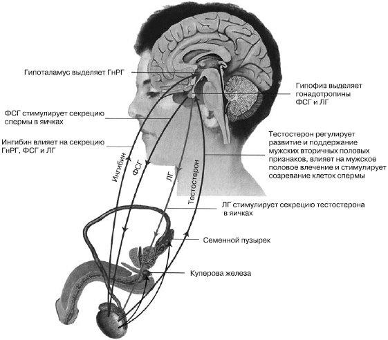 Иллюстрация к книге — Психология подросткового и юношеского возраста [autogen_ebook_id43.jpg]