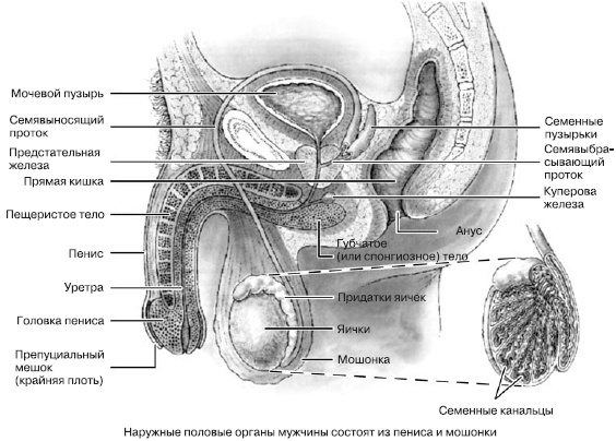 Иллюстрация к книге — Психология подросткового и юношеского возраста [autogen_ebook_id44.jpg]