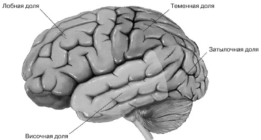 Иллюстрация к книге — Психология подросткового и юношеского возраста [autogen_ebook_id78.jpg]
