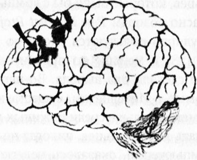 Иллюстрация к книге — Мозг онлайн. Человек в эпоху Интернета [i_003.jpg]