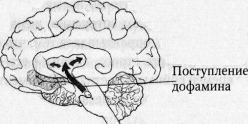 Иллюстрация к книге — Мозг онлайн. Человек в эпоху Интернета [i_008.jpg]