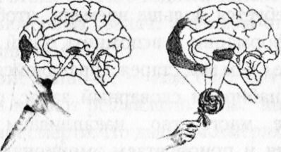 Иллюстрация к книге — Мозг онлайн. Человек в эпоху Интернета [i_016.jpg]