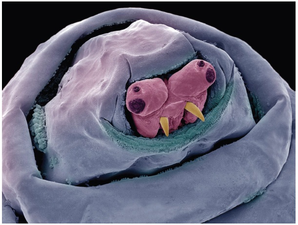 Иллюстрация к книге — Анатомия преступления. Что могут рассказать насекомые, отпечатки пальцев и ДНК [i_043.jpg]