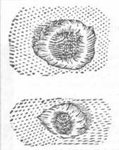 Иллюстрация к книге — Наука. Величайшие теории. №4. Кеплер. Движение планет. Танцы со звездами [pic_39.jpg]