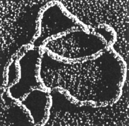 Иллюстрация к книге — Был ли Бог математиком? Галопом по божественной Вселенной с калькулятором, штангенциркулем и таблицами Брадиса [i_065.jpg]