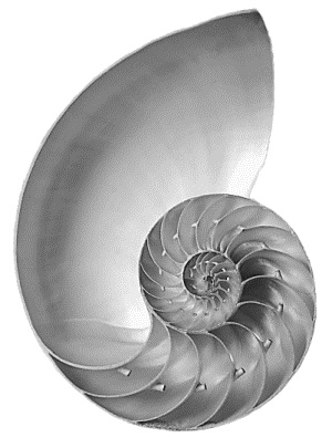 Иллюстрация к книге — Число Бога. Золотое сечение – формула мироздания [_021.jpg]